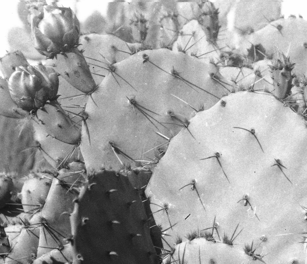 Opuntia texana 7494