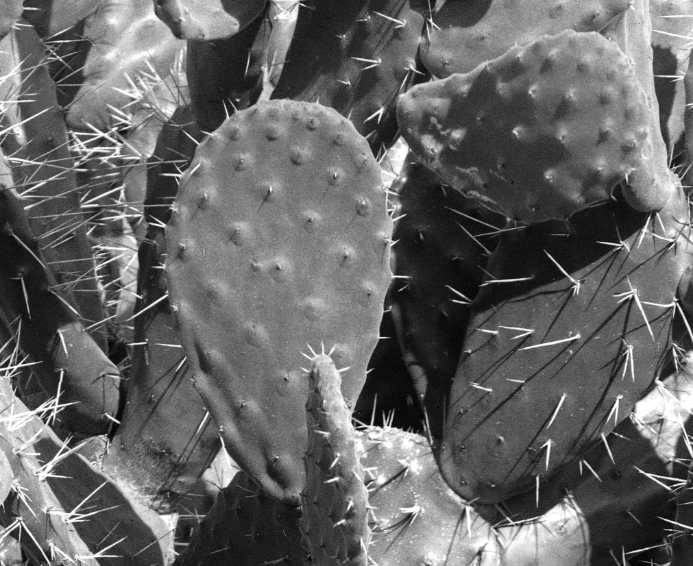 Opuntia micrarthra 7495