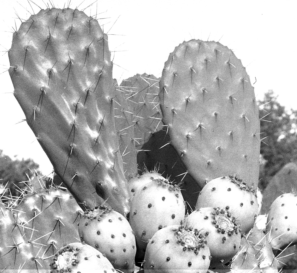 Opuntia species 7499