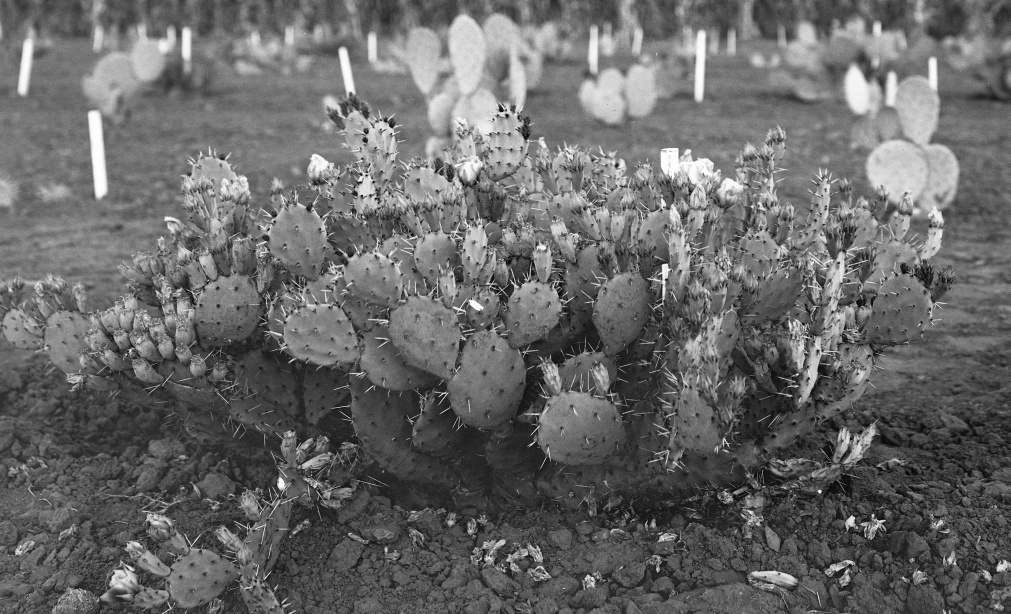 Opuntia sanguinocola 8985