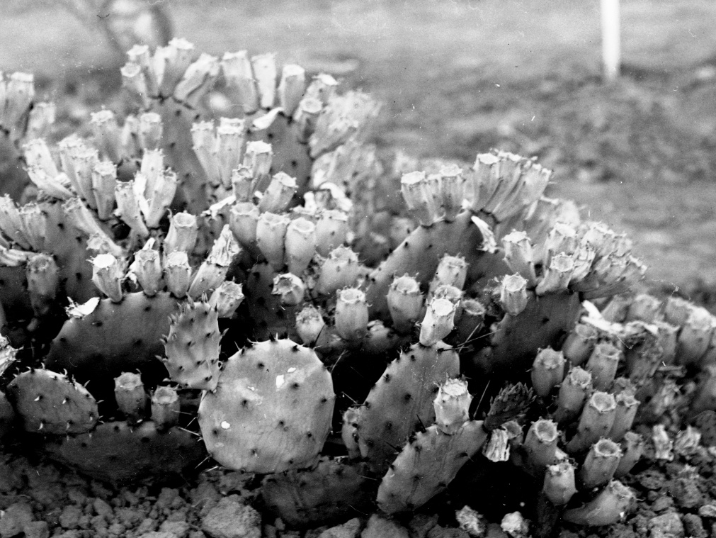 Opuntia fuscoatra 9768