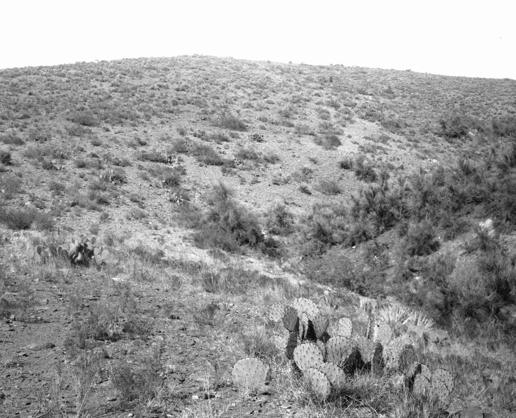 Opuntia arizonica 7468 (in habitat)