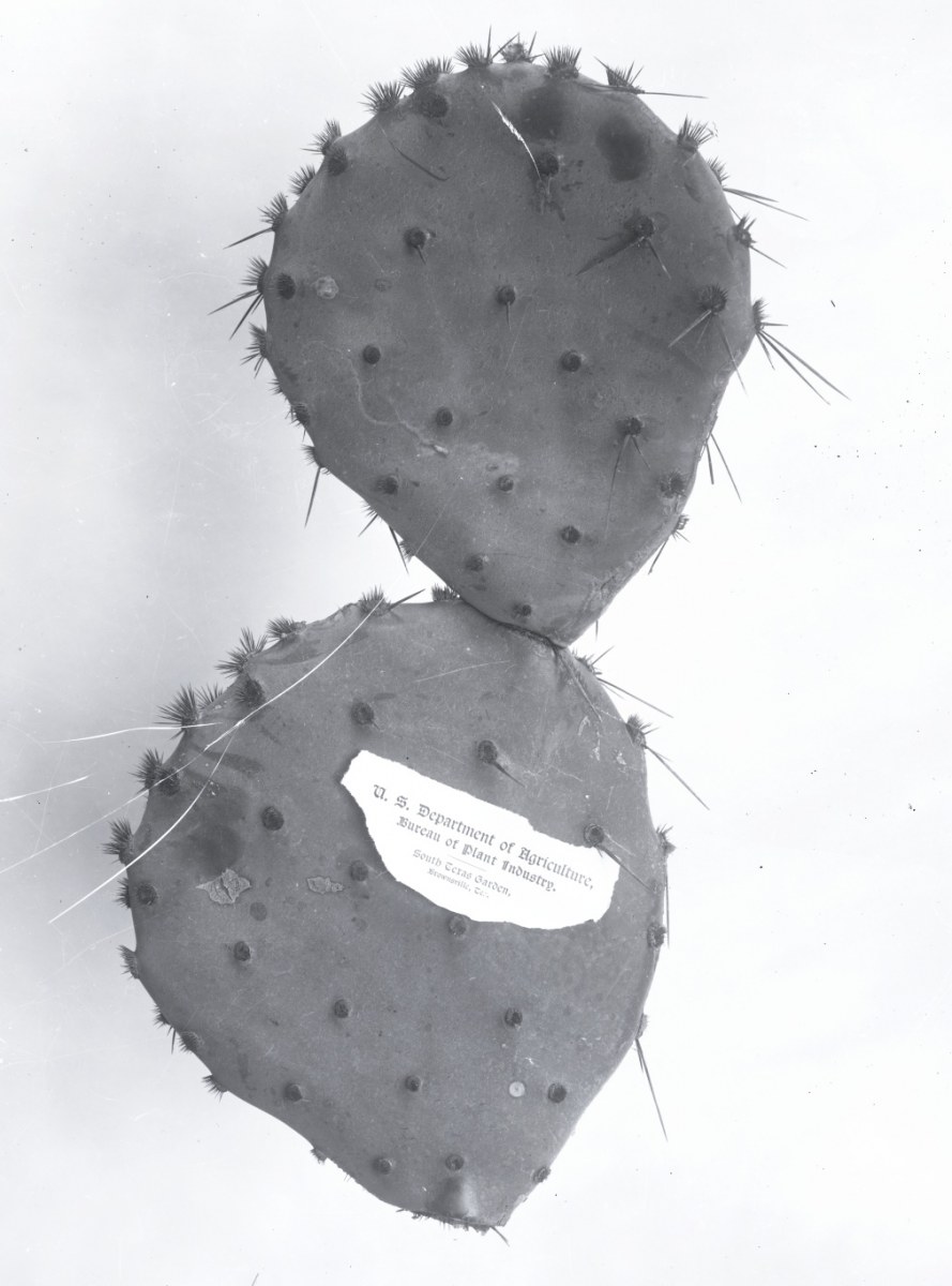 Opuntia haematocarpa 1250