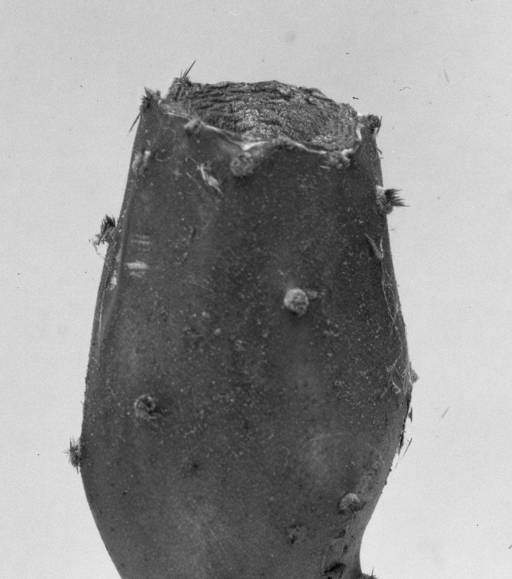 Opuntia species 1548