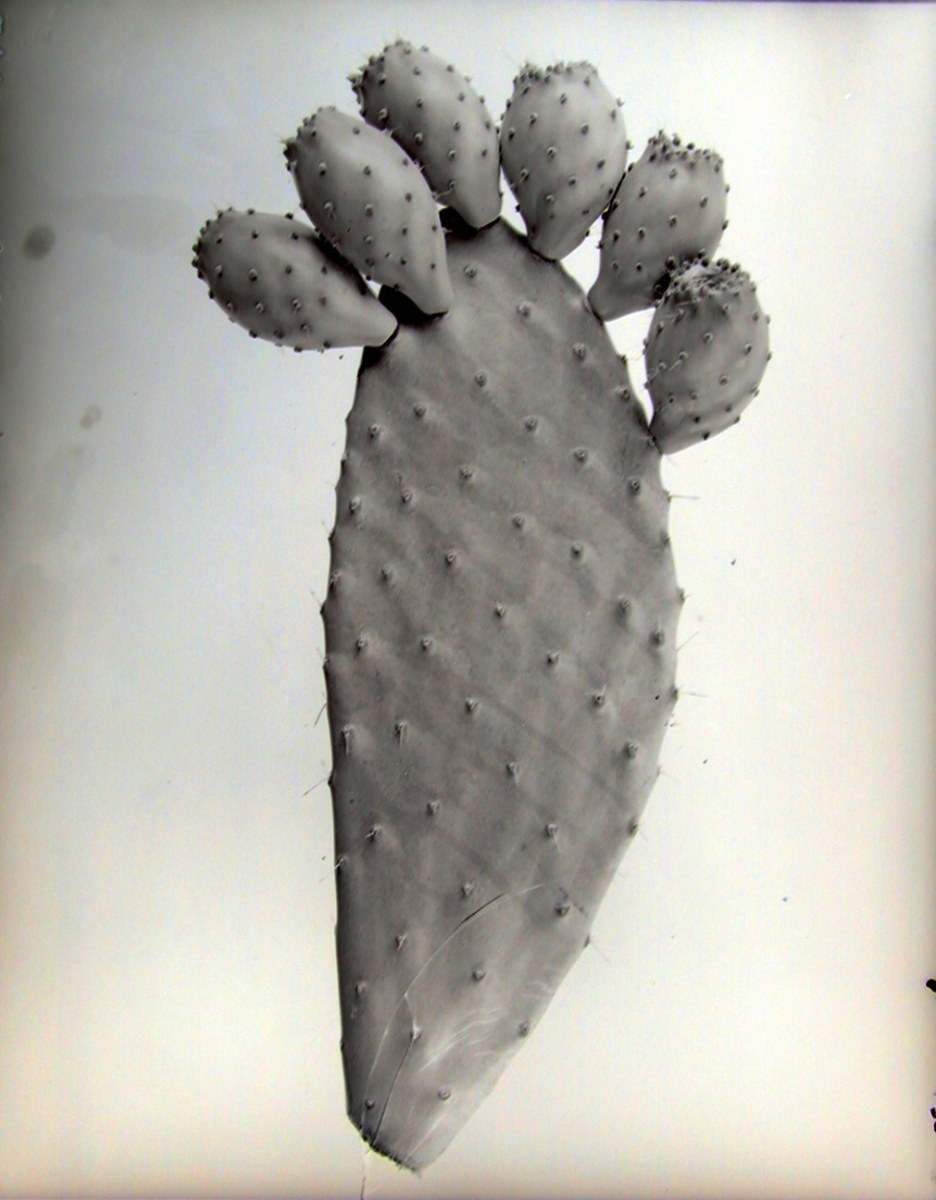 Opuntia species 1729