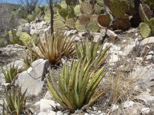 Agave lechuguilla