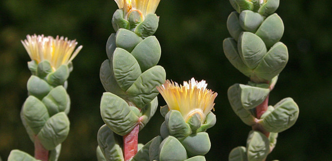 Corpuscularia lehmannii