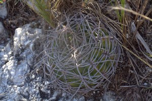 Gymnocalycium mostii