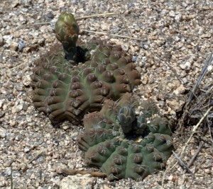 Gymnocalycium quehlianum