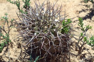 Gymnocalycium schickendantzii