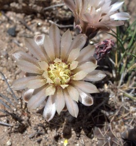 Gymnocalycium kieslingii