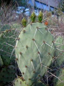 Opuntia angustata