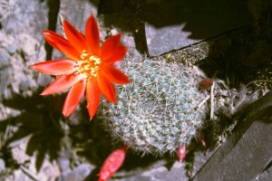 Rebutia xantocarpa