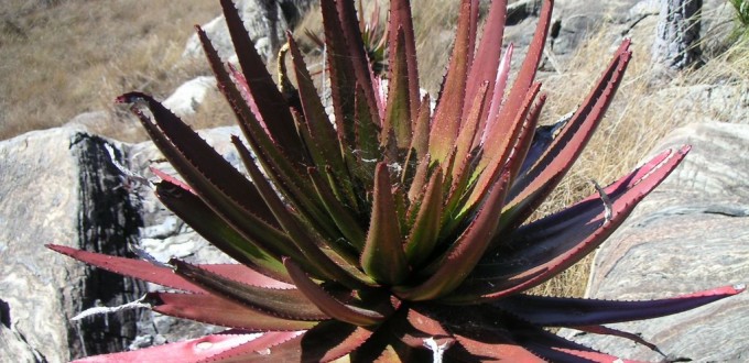 Aloe capitata cipolinicola