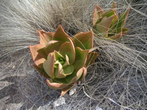 Aloe deltoideodonta fallex