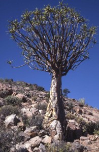 Aloe dichotoma