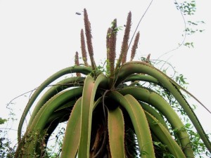 Aloe helenae