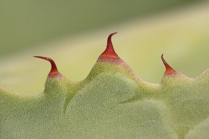 Agave leaf