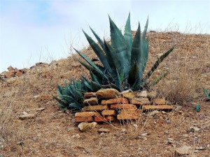 Agave