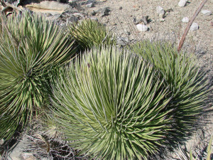 Agave stricta
