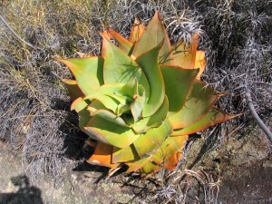 Aloes imalotensis
