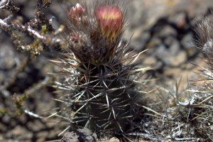 Austrocactus gracilis