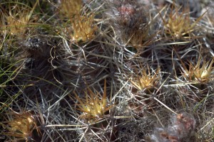 Austrocactus gracilis