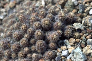 Austrocactus gracilis