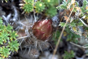 Austrocactus gracilis