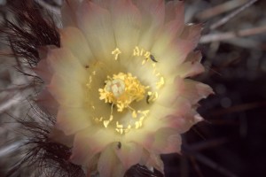 Austrocactus gracilis