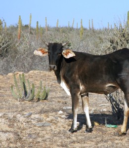 Brown cow in Baja del Sur, Mexico