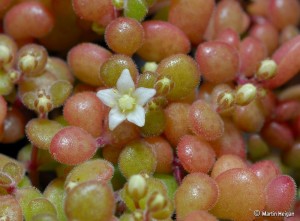 Crassula expansa flowering
