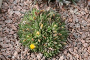 Delosperma Congestum