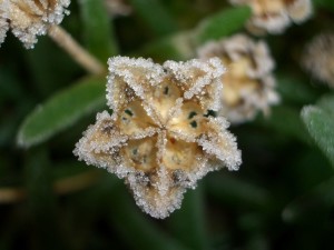 Delosperma cooperi seed pod