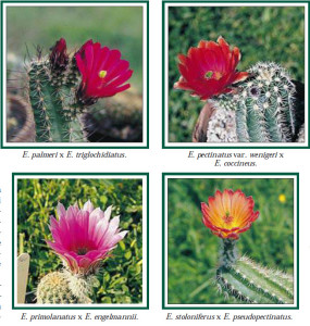 Echinocereus, Special Issue