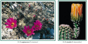 Echinocereus, Special Issue