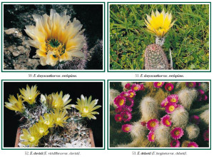 Echinocereus, Special Issue