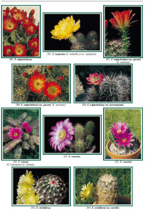 Echinocereus, Special Issue