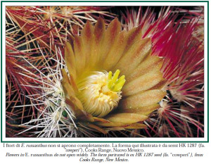 Echinocereus, Special Issue
