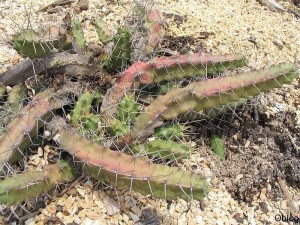 Echinocereus pentalophus, Andre benedito