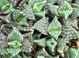 Faucaria
