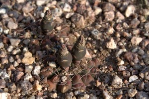 Gymnocalycium alboareolatum
