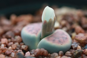 Lithops sp.