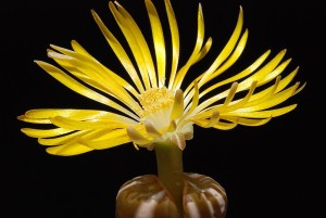 Lithops fulviceps