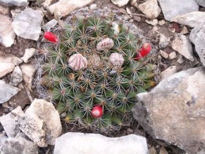 Mamillaria heyderi