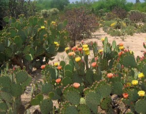 Opuntia confusa