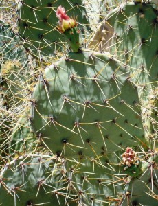 Opuntia engelmannii