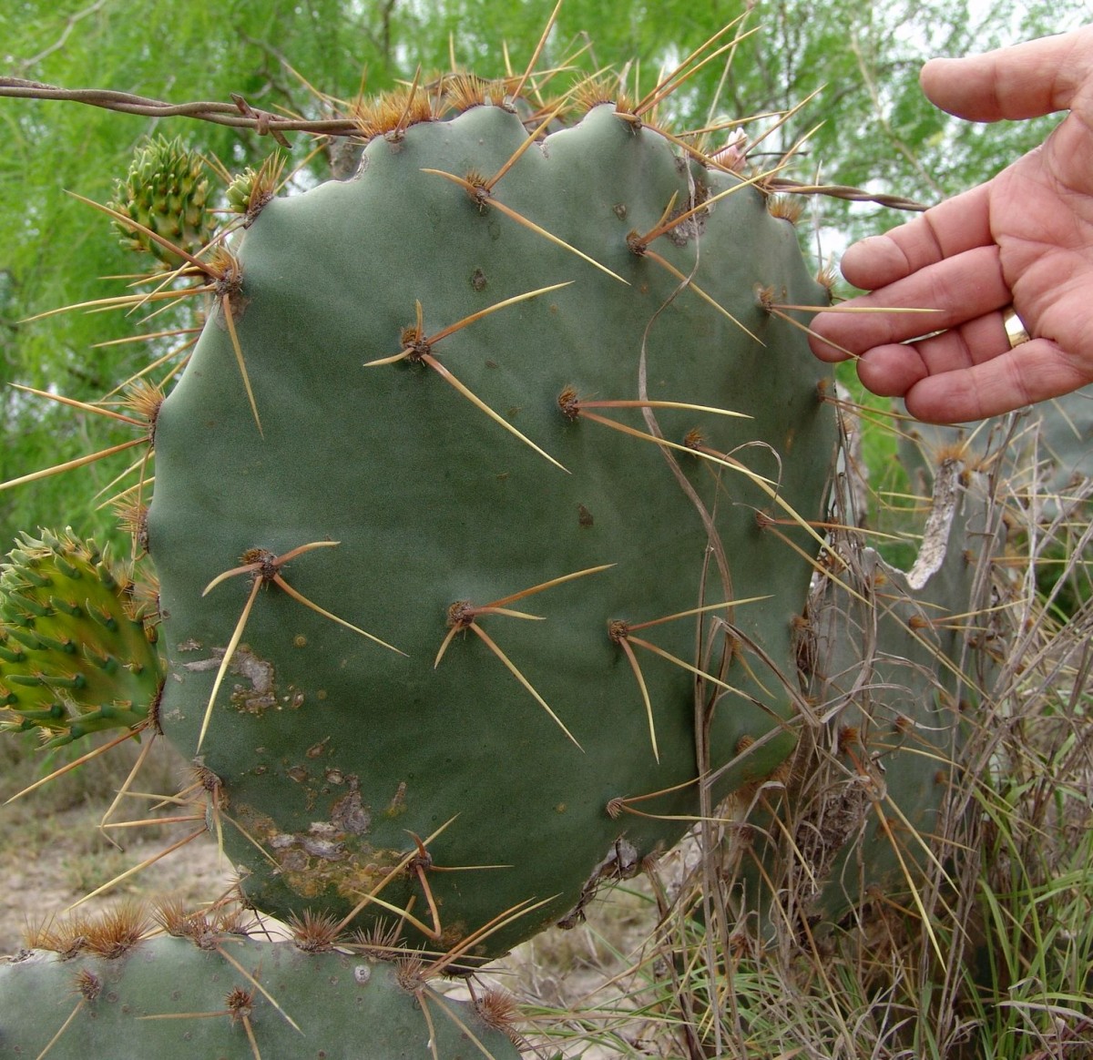 Opuntia lindheimeri – OBLOG