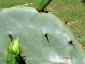 Opuntia pyrocarpa, garden plant