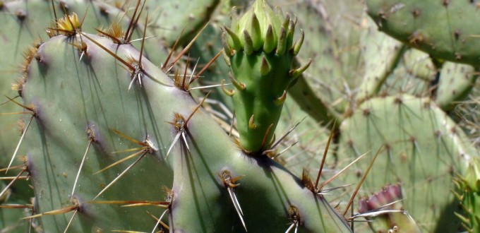 Opuntia pyrocarpa